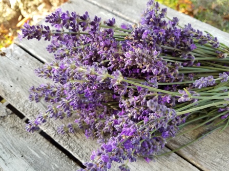 This is the lavender I just harvested. Beautiful and fragrant.